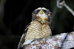 Band-bellied Owl